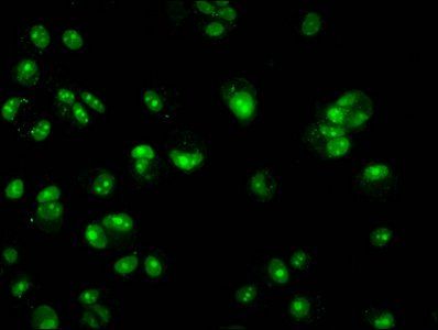 HIST1H3A (Ab-14) antibody