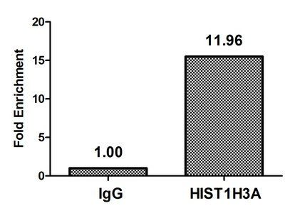 HIST1H3A (Ab-17) antibody