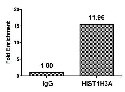 HIST1H3A (Ab-17) Antibody