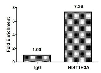 HIST1H3A (Ab-17) Antibody