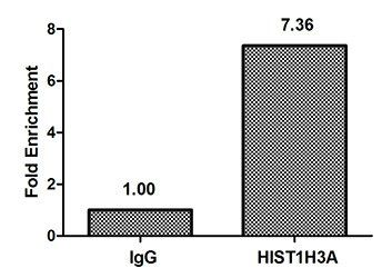 HIST1H3A (Ab-17) antibody