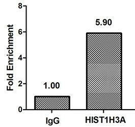 HIST1H3A (Ab-17) Antibody