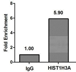 HIST1H3A (Ab-17) antibody