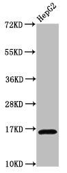 HIST1H3A (Ab-18) antibody