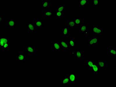 HIST1H3A (Ab-23) Antibody