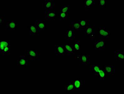 HIST1H3A (Ab-23) antibody