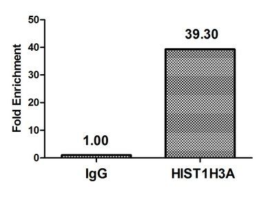 HIST1H3A (Ab-23) Antibody
