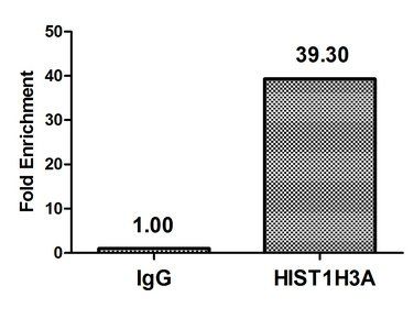 HIST1H3A (Ab-23) antibody