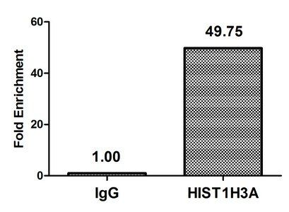 HIST1H3A (Ab-23) Antibody