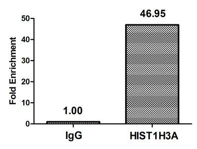 HIST1H3A (Ab-23) Antibody