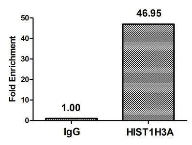 HIST1H3A (Ab-23) antibody