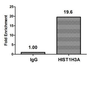 HIST1H3A (Ab-27) antibody