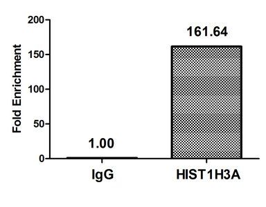 HIST1H3A (Ab-27) antibody