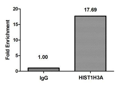 HIST1H3A (Ab-36) antibody
