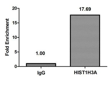 HIST1H3A (Ab-36) Antibody