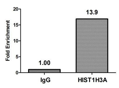 HIST1H3A (Ab-36) antibody