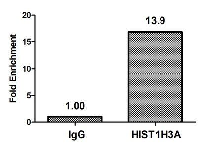 HIST1H3A (Ab-36) Antibody