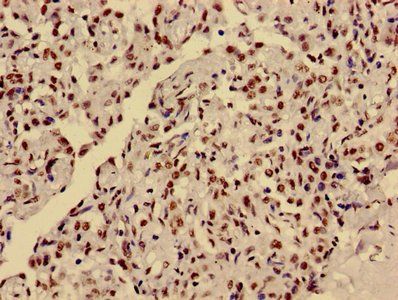 HIST1H3A (Ab-36) Antibody