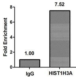 HIST1H3A (Ab-36) Antibody