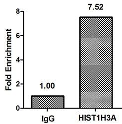 HIST1H3A (Ab-36) antibody