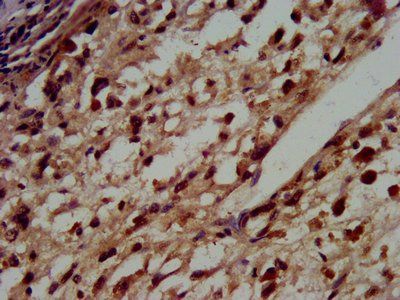 HIST1H3A (Ab-36) Antibody