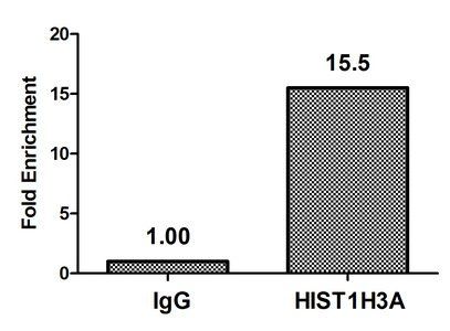 HIST1H3A (Ab-4) antibody