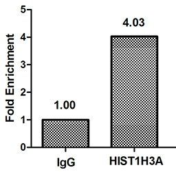 HIST1H3A (Ab-4) Antibody