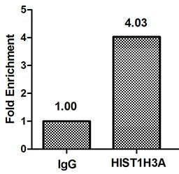 HIST1H3A (Ab-4) antibody