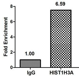 HIST1H3A (Ab-4) antibody