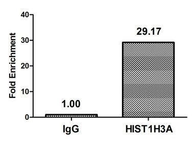 HIST1H3A (Ab-4) Antibody
