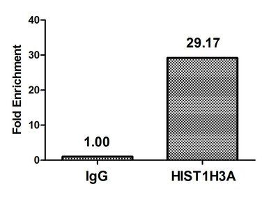 HIST1H3A (Ab-4) antibody