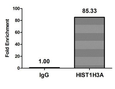 HIST1H3A (Ab-6) antibody