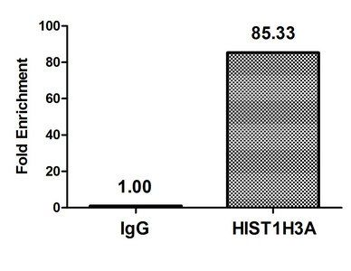 HIST1H3A (Ab-6) Antibody