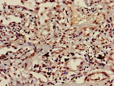 HIST1H3A (Ab-9) Antibody