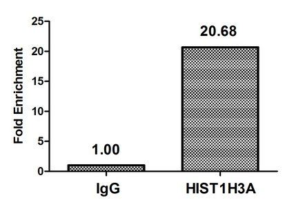 HIST1H3A (Ab-9) antibody