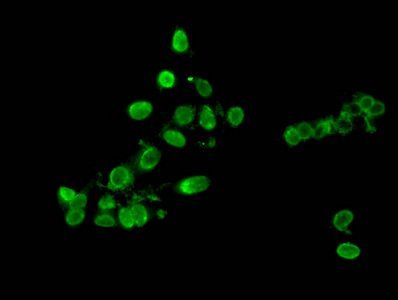 HIST1H3A (Ab-9) Antibody