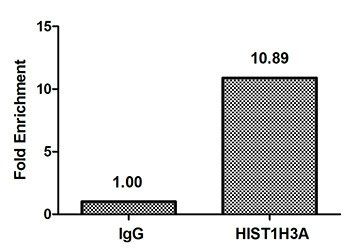 HIST1H3A (Ab-9) Antibody