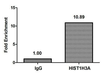 HIST1H3A (Ab-9) antibody