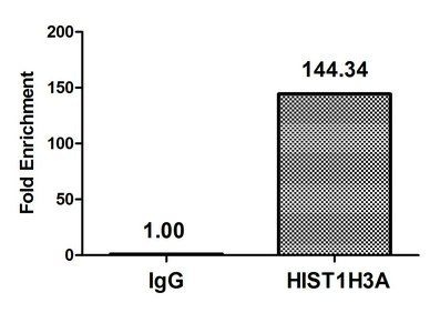 HIST1H3A (phospho-T6) antibody