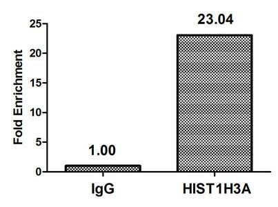 HIST1H3A (phospho-T80) antibody