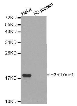 MonoMethyl-Histone H3-R17 antibody