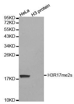 Symmetric DiMethyl-Histone H3-R17 antibody