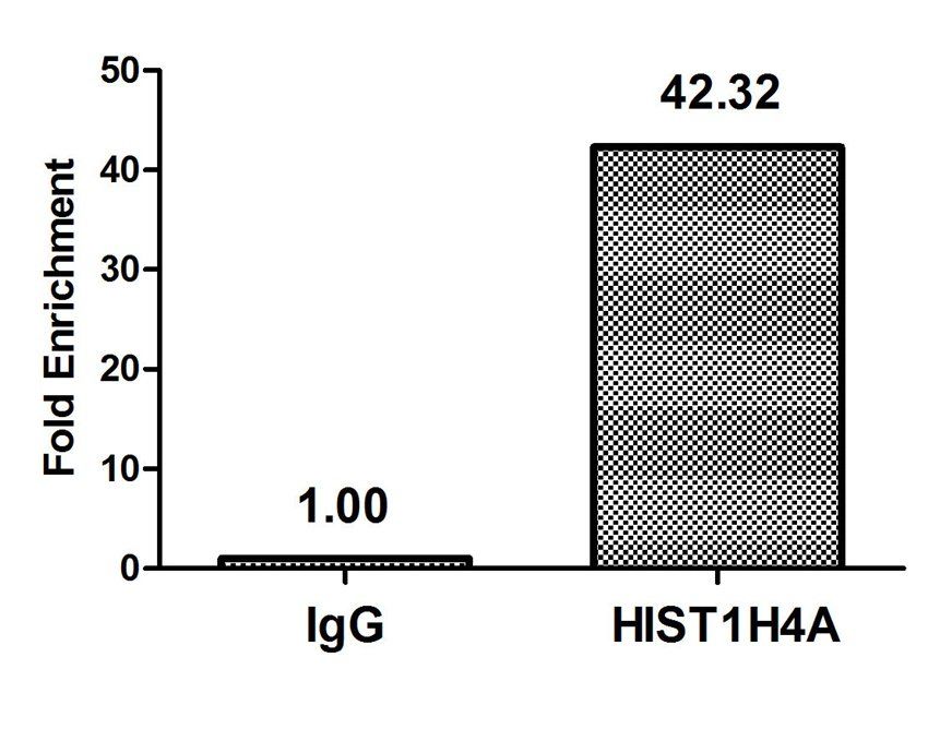 HIST1H4A (Ab-1) Antibody