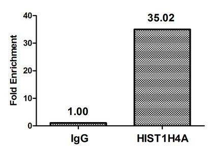 HIST1H4A (Ab-12) Antibody