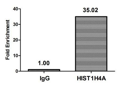 HIST1H4A (Ab-12) antibody