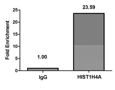 HIST1H4A (Ab-12) Antibody
