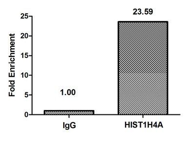 HIST1H4A (Ab-12) antibody