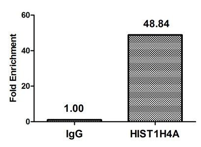 HIST1H4A (Ab-12) Antibody