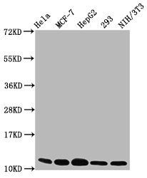 HIST1H4A (Ab-12) antibody