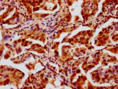 HIST1H4A (Ab-12) Antibody